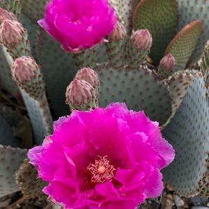 Meet your Posher, Polly